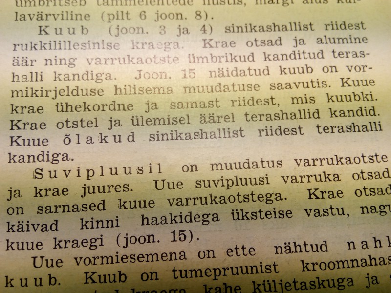polla 1.jpg