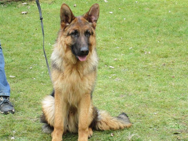 9-month-old-german-shepherd-male-puppy-519163cf4a6e4.jpg
