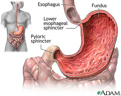 stomach-picture.jpg