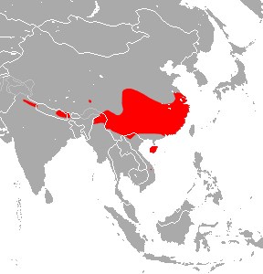 chinese_bat.jpg