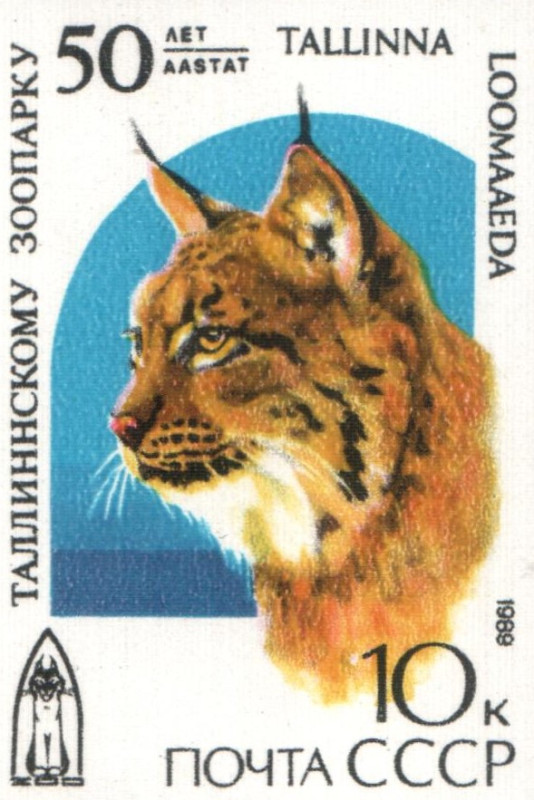 Ilves..jpg